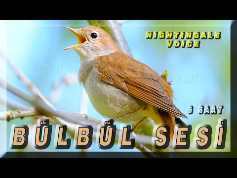 Download MP3 Nightingale bird voice