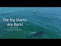 Download Lagu Big Great White Sharks Are Back! July 2024 Wrap-Up