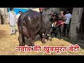 Download Lagu 👍 नवाब की तगड़ी बेटी - चुनिंदा भैंसों में से एक बेहतरीन नस्ल की मुर्राह भैंस - Nawab’s Daughter HSB