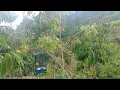 Download Lagu mikat kutilang emas dapat banyak di lokasi ini,sangat disayang kan hari mulai hujan@