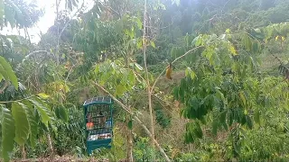 mikat kutilang emas dapat banyak di lokasi ini sangat disayang kan hari mulai hujan 