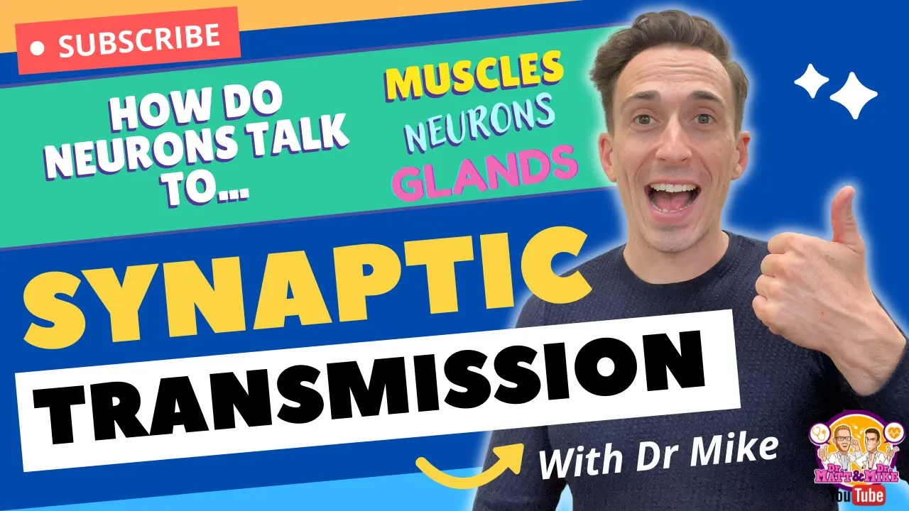 Synaptic Transmission | How Neurons Communicate