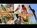 Download Lagu Burung Kicau Pemakan Bijian, 13 Jenis beserta Harga Bahan Burungnya !
