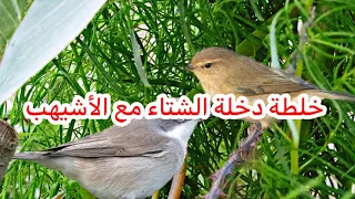 خلطة دخلة الشتاء مع الدخلة بيضاء الحنجرة الصغيرة   تشغيل من قبل الفجر وحتى الضحى     دندنها