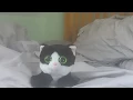 Ava the cute green eyes black and white cat (whistle while you work)