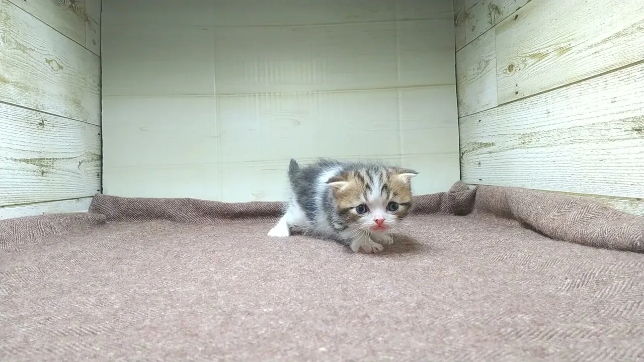 動画