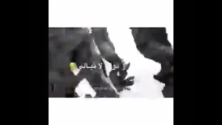 قد نادى المنادي        دندنها