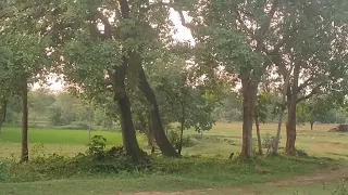 ଧାନ ଚାଷ# ପଣ୍ଡ ରା ପଳା