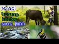 Download Lagu Terapi kecapi suling gemericik air dan kicauan burung cocok untuk terapi burung