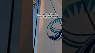 A typical evening sailing from Panama to French Polynesia⛵️🐬 #sailing #boatlife #circumnavigation