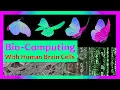 Can a Lab-Grown Mini Human Brain Really Fly a Butterfly Breaking Down FinalSpark s New Tech