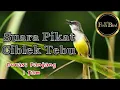 Download Lagu pikat ciblek tebu | ciblek ilalang | ciblek rawa | @fishandbird4910