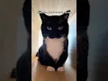 Download Lagu Still, I'm sure Uni loves me… #catsofyoutube #sillycat #uni