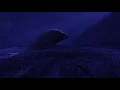 WUYS - MONTAGEM HANABI (1 Hour)