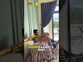 Download Lagu ada ada saja  #shorts #funny #trending #videolucu
