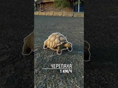 Кто самый быстрый? #tanks #танки #T95 #EBR #миртанков #MT #игры #games #turtle #race #speed #funny