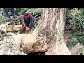 Cut down a large rain tree by cutting the roots