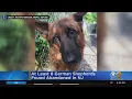 At Least 8 German Shepherds Found Abandoned In N J