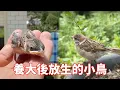 Download Lagu 撿到一隻剛出殼的小鳥，養大後放生，變化真的很大一起來看看吧！【蒙面鸟哥】
