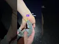 Download Lagu Dreaded Tokay gecko BITE 😅