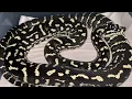 CL PULLING CARPET PYTHON EGGS