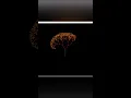 Python Turtle Graphics Tree code With CodeElse