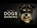 Lagu DOGS BARKING