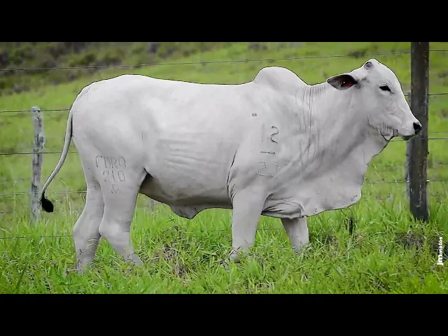 Novilha Nelore FBRA - 210