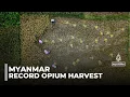 Lagu Myanmar opium production: War-displaced turn to poppy cultivation to survive