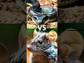 Download Lagu ULAR VS TIKUS