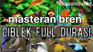 bren ciblek full durasi cocok untuk masteran sogon prenjak ciblek dan murai batu 