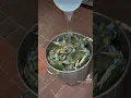 Download Lagu How to steam bushel Blue Crabs!