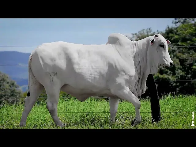 Matriz Nelore GNRN - 11