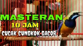masteran 10jam cuca cungko gacor