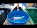 Inside the Secret World of Million-Dollar Koi Fish!
