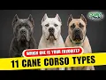 11 Different Types of Cane Corso - Which One Is Right For You