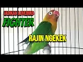 Download Lagu Suara Burung Lovebird Ngekek Panjang ini, Cepat Jadikan Lovebird FIGHTER Rajin Ngekek