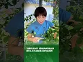 Download Lagu Verander bladrijke Bougainvillea in een bloemenexplosie #bougainvillea