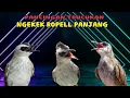 Download Lagu PANCINGAN DAN MASTERAN TRUCUKAN NGEKEK ROPEL PANJANG