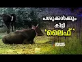 മുഖ്യമന്ത്രി പിണറായി വിജയൻ തറക്കല്ലിട്ട ലൈഫ് മിഷൻ പദ്ധതി, ഇപ്പോൾ പശുത്തൊഴുത്ത്! |Life Mission