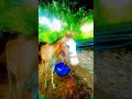 Download Lagu ✨🐴Royal Horse Vibes  | Epic Horse Edit\
