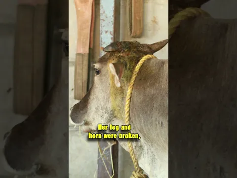 Happy news for you all! #anbarasi #calf #animals #viral #newborn