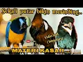 Download Lagu SEKALI PUTAR BIKIN MERINDING materi kasar  panjang , cungkok, cililin, tengkek buto ( berjedah)