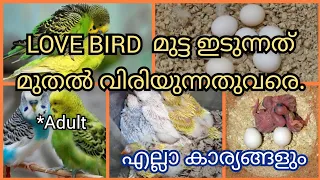 Download Love bird /budgies breeding full deatials malayalam| egg to adult stage | love birds/budgies MP3