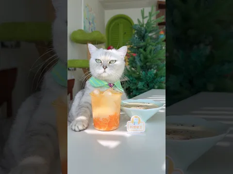 Orange Roasted Milk made by the Cat Chef#amsr #cat