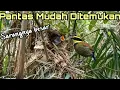 Download Lagu DIA SELALU BERSARANG DI POHON RENDAH ‼️ sarang burung paok pancawarna