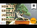 How to Grow a Juniper Bonsai Even If You re a Total Beginner