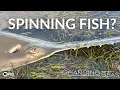 Download Lagu Florida Keys’ Mysterious Spinning Fish Event Explained | Changing Seas