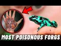 TOP 10 POISONOUS FROGS AND TOADS IN THE WORLD 2021