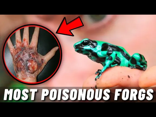 Outline Video TOP 10 POISONOUS FROGS AND TOADS IN THE WORLD 2021